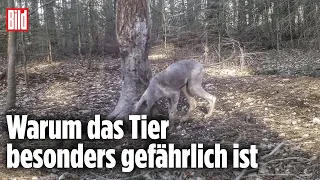 Kamera filmt Nackt-Wolf in Brandenburg