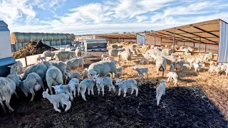 Lambs Walk Outside for the First Time | Creep Feeding Area | Winter Hits Hard