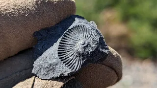 Ammonites || Harrison Lake, British Columbia, Canada || Rockhounding