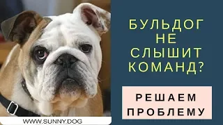 Бульдог непослушный?  Не слышит команды на улице?  Упражнение