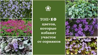 ❀ ТОП-10 цветов, которые избавят участок от сорняков