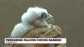 4 peregrine falcon chicks at Monarch Place banded by MassWildlife