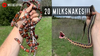 Insane Kansas Snake Hunting: 20 Milksnake Day, 100+ Snakes Total!!!