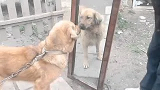 Приколы с собаками. Собака и зеркало!!! http://youtu.be/cXDEyJuBhAQ