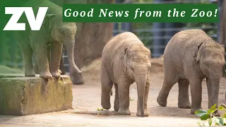 Good News from the Zoo - April 2024