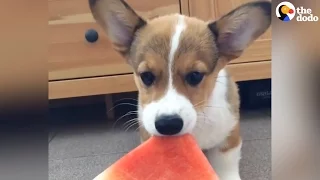 Corgi Puppy Munches On Watermelon