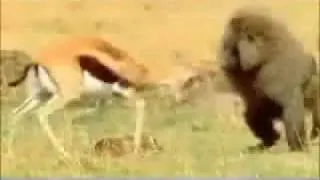 Deer Saves Her Baby from Baboon