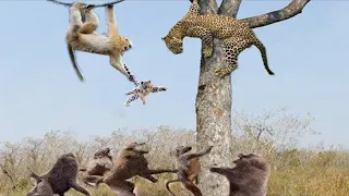 Brave Mother Leopard Rescue Her Baby From Baboons | 1001 Animals