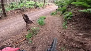 North Island Road Trip Ep.4- The Redwoods are a MTB Paradise!