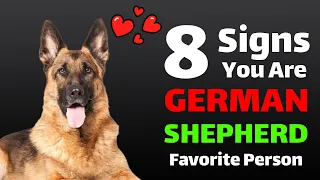 8Signs You Are a German Shepherd's Favorite Person