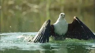 Fishing eagle catching crab | Fishing eagle | African fishing eagle hunting crab