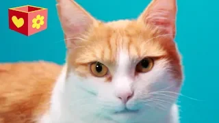 Cut cat Simba | Bellboxes | Funny and helpful cat