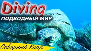 Дайвинг | Подводный мир | Diving | Северный Кипр