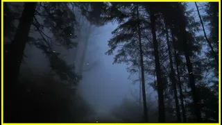 Virtual Drive Through The Dark and Foggy Forest / Rain and Thunder Sounds