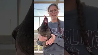 Treating Egg Bound Hens