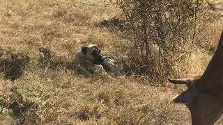 GEVEZE KÖPEK ÇILDIRDI KRALIN ÜZERİNE ÇIKTI