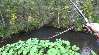 Рыбалка на Таёжной речке/ Хариус берёт из под коряг/ Попробуй поймать!!!