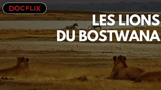 Les Lions du Botswana - DOCFLIX