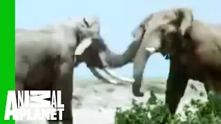 Elephant vs. Rhino | Animal Face-Off