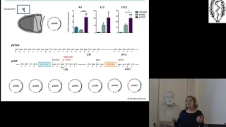 G. Vandermeulen: TO CONVERT VIRAL PROTEINS INTO CANCER IMMUNOTHERAPY (en français)