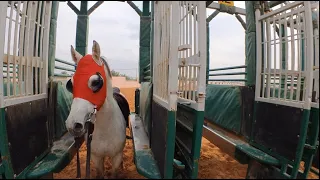 خيل وغيم اول مره يدخل بوابة الانطلاق🔥🐎😁breaking a horse at the start-gate for first time