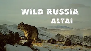 Snow Leopard. Altai mountain sheep - argali. Wild Russia. Bearded bird (Siberia, Altai) Berkut.
