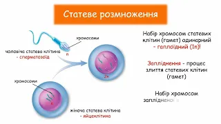 Розмноження тварин