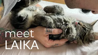 Meet Laika | A Classic Black Brown Tabby Blotched Maine Coon Kitten