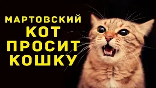 КОТ МЯУКАЕТ 🐱 Мартовский кот просит кошку 🐈