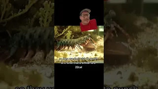 Mantis shrimp punch there way through life