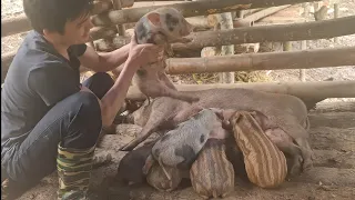 The piglets is already very big, a busy day at work, Survival Instinct, Wilderness Alone (ep149)