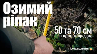 Озимий ріпак по нулю з міжряддям 50 та 70 см