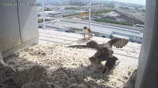 Osaka Peregrine Falcons/ 20240-05-18/Today's falcon family