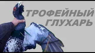 Охота на глухаря  рябчика