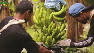 The Most Modern Agriculture Machines That Are At Another Level, How To Harvest Banana In Farm ▶1