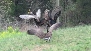 Will they do battle? 2 Tom turkey's vs. 1 Canada Goose, Wildlife photography