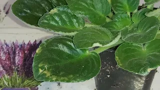 **AFRICAN VIOLET QUICK TIP VIDEO** How Can I Tell If My AFRICAN VIOLET is Getting TOO MUCH LIGHT????