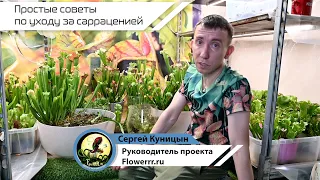 Простые советы по уходу за сарраценией 🌱