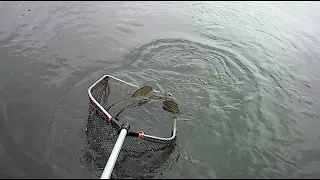 Mid double pike on the Suicide Duck.