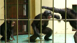 The ending of the quarrel between Lily and Yuminosuke　KushiroCityZoo　Chimpanzee　202104