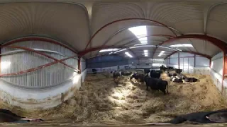 360 walk through calving shed