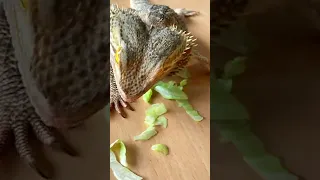 🦎Любит, когда ее гладят..#shorts #короткие_видео #агама