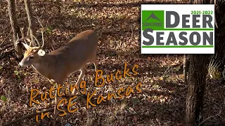 Whitetail Deer Hunting - Episode 8 Southeast Kansas Rut