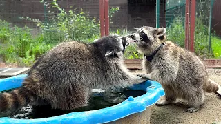 RACCOON MET HER BELOVED AFTER A LONG SEPARATION