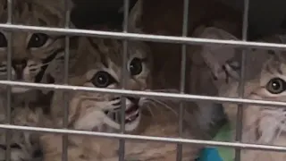 Bobcat kittens rescued in Louisville