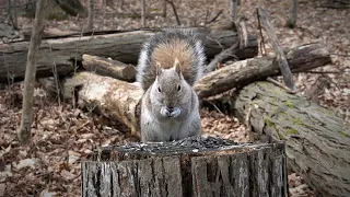 Squirrels and Birds in the Forest - 10 Hour CAT TV - Apr 26, 2023