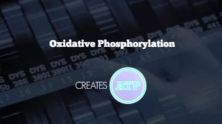 What is Mitochondrial DNA?