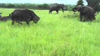 Elephant kicks a buffalo in the head