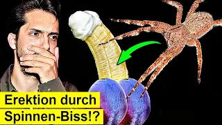 Spinne aus dem Supermarkt verursacht tödliche Erektionen?