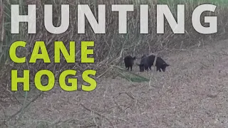 Wild boar hunting pig dogs trophy boars tusks